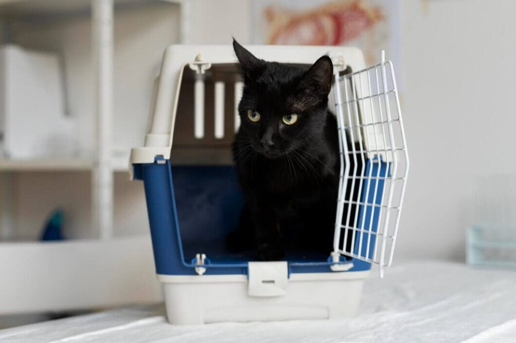 Chat dans sa caisse de transport